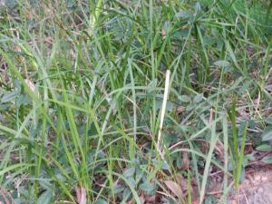 Antenna laying simply across the top of the grass.