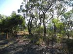 Canoelands Ridge - view to bush in the direction of the Hawkesbury river.