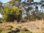 Canoelands Ridge - Scrub land.