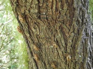 VK2/CT-043 Interesting "critters" shells