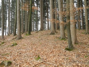 Climb up to summit - lots of slippery leaves!